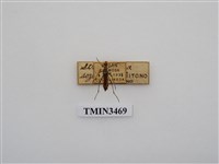 藏品(草山細花天牛)的圖片